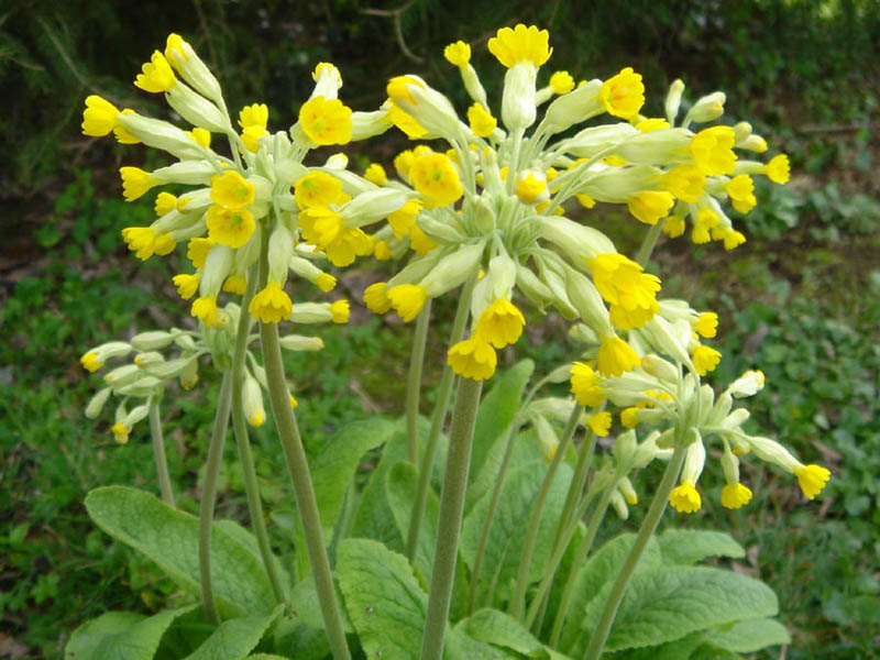 Primula veris en fleurs dans une prairie sèche à mésophile